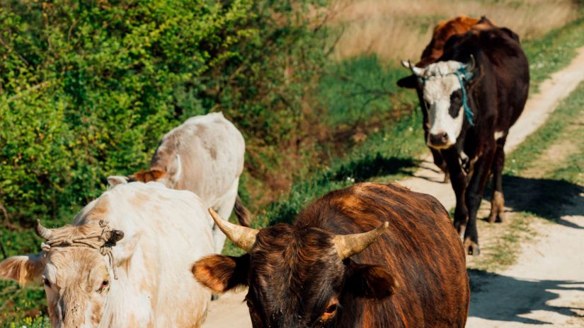 Профилактика копытных болезней у КРС с Хуф Эксперт Профилактика копытных болезней у КРС с Хуф Эксперт
